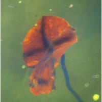 水中の芸術
