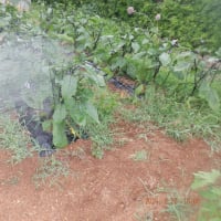 　暑さ和らぎました　野菜収獲5種類　水不足ぎみです
