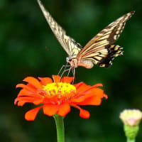 百日草の花とアゲハチョウ