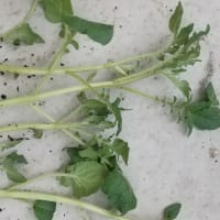 秋植えのじゃがいも⑤ 芽かき