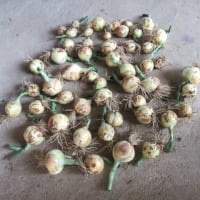 タマネギ早生種「錦毬」を一斉収穫まずまずの出来