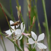 西武デパート屋上モネの池　ガウラの花に蜂が飛来　　　10　