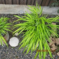 サボテンの咲いた数、半端じゃないよー