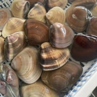 海産物直売のお知らせ
