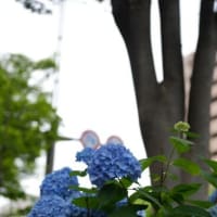 御池ブルーを撮りに行って来た・・・・・。('◇')ゞ