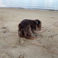 初めて海を見る