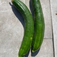 ７/６（日）フルーツパブリカ・オオマサリに追肥　&　草取りと草マルチ　&　茄子の追加定植など