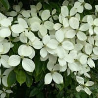麦茶は2リットルの方がお得なんだが…。