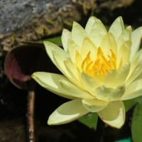 堀に咲く睡蓮
