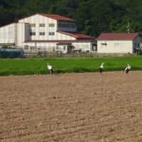 2025年07月05日　コウノトリ目撃情報