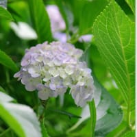 紫陽花　神奈川県川崎市麻生区・柿生の日常風景写真