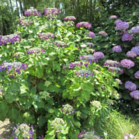 紫陽花は暑くてしおれ気味