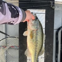 2025/6/2 釣果
