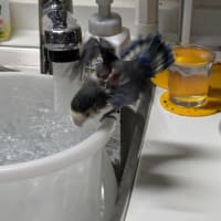 キューのお八つ