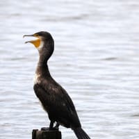 大きな沼のコアジサシ等