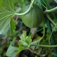 初秋の花と野菜１）