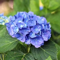 アジサイ（稲沢・性海寺　（2025年6月2日）