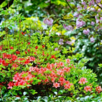 八重桜とアマドコロ（板橋区立赤塚植物園 2024.4.17撮影）