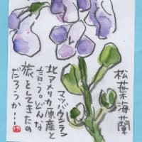 小さな野の花です