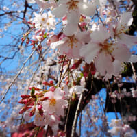 「三嶋大社の桜」