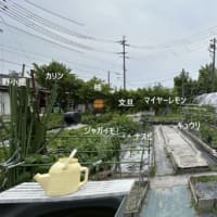近況報告2025.6.3雨
