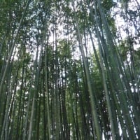 久しぶりの　京都。