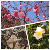 寒桜🌸