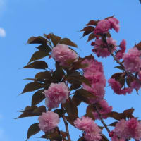 たんぽぽ魂　円覚寺の花々　満開桜と上弦の月プラス１