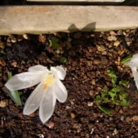 我が家の花達　　2025年4月　　318号