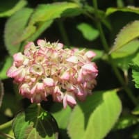 アジサイ　豊平公園