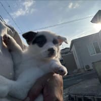 一人っ子生活開始