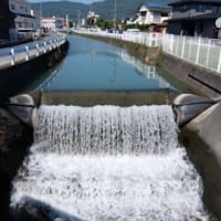 2024神奈川河川ﾎﾟﾀﾘﾝｸﾞ『狩川』⑫大雄山駅～開成駅（２）