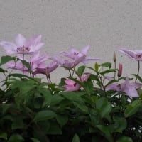 友人の畑の臨時管理人？