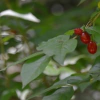 森林公園を歩く ２