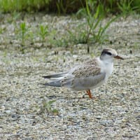 コアジサシの幼鳥