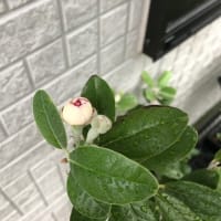 ー開花！ー