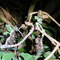 午前２時過ぎ、3匹のクマゼミはすでに黒い体で飛び立つ前かな〜！