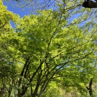 愛宕公園の青モミジ　＆　吉田川親水遊歩道
