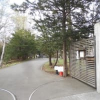 ４月２４日（木）、エゾヤマザクラを見るためにいった知事公館。私は、登録有形文化財の知事公館の中を初めて見ました。