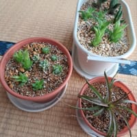 多肉植物