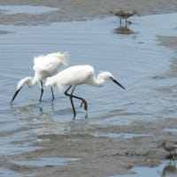 2025年の愛鳥週間は