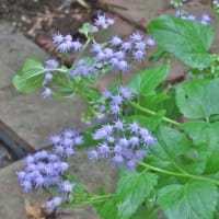 この花も秋の七草です！・・・クズ　フジバカマ等