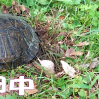 カメさんが公園で🐢きばってたと思ったら産卵中～道路を渡って命がけ～地獄の草刈頑張りました