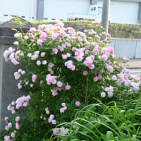 暑かった６月下旬と、春がすみ