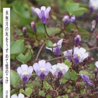 紫鷺ごけ