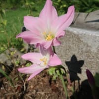 ハブランサスが咲きました