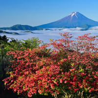 天空のレンゲツツジと富士山