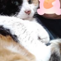 ミケコのその後