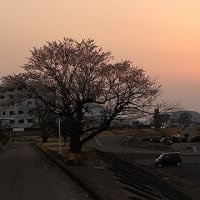 2025 桜だより