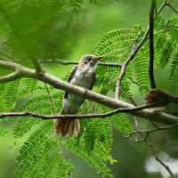 サンコウチョウの巣立ち雛